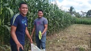 Le regalan elotes a MAYCOL y esto le Cuenta WILBER en pleno video