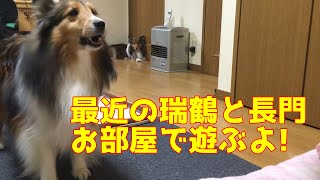 【シェルティ】最近の瑞鶴と長門【お部屋でかけっこ】