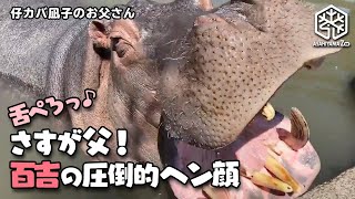 【旭山動物園】さすが父！百吉の圧倒的ヘン顔【凪子のお父さん】