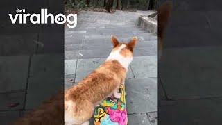 Radical Corgi Skates Down Stairs || ViralHog