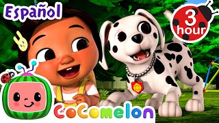 Cita de juegos con cachorros 🐕🦴 | CoComelon y los animales 🍉| Dibujos animados para niños