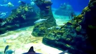 Oceanarium Afrykarium Wroclaw Poland HD 1080p