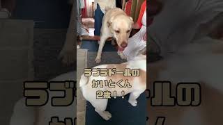 【癒し】戯れるワンコ達が可愛すぎた #フレブル #ラブラドール  #癒し #犬