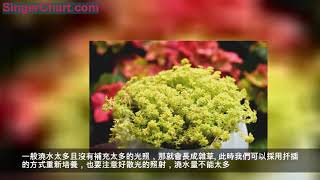 你家植物「長瘋了」，是好事嗎？小心「徒長」和「倒伏」！ 1.多肉 2.落地生根 3.黃金萬年草 4.綠蘿 5.文竹 6.五色梅