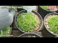 노아다육1탄 착한국민이 다글다글 러블리로즈 6포트만원 택배 010 9884 1044 korean succulent plants