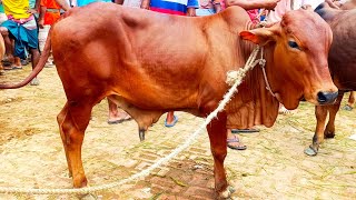 ১৭/সেপ্টেম্বর/২৪/ উত্তরবঙ্গের বৃহত্তম গরুর হাট থেকে মাঝারি ষাঁড় গরুর দাম জানুন || #cow #গরুর_হাট