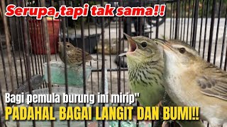 Tampak mirip‼️burung migrasi spek mewah masih dianggap sama dikalangan kicau mania‼️@KangarifPantau