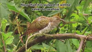 Klaas's Cuckoo female eating a caterpillar