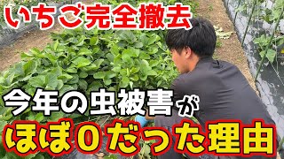 【いちご終了！】今年の出来栄えと、虫被害がなかった理由についてお話しします。【家庭菜園】