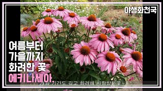 2019년 추억속으로..세번째 이야기~ 에키나세아를 소개 합니다~