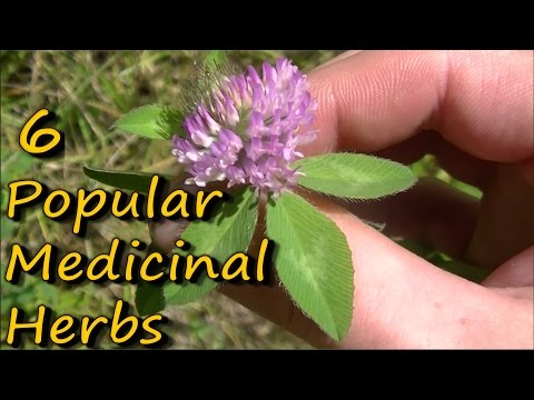 6 Popular Medicinal Plants & Herbs 6 Popular Medicinal Plants & Herbs