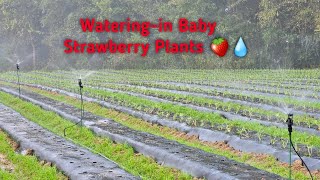 Overhead Irrigation To Establish Strawberry Plants with Xcel Wobbler Sprinklers