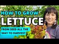 The Ultimate Lettuce Growing Guide: From Seed To Harvest #lettuce #garden #gardeningtips #homestead