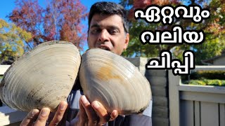 ഏറ്റവും വലിയ ചിപ്പി കഴിച്ചിട്ടുണ്ടോ 😯 || world's Giant Clams