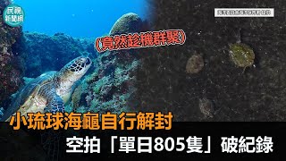 史上最大量！小琉球海龜自行解封　空拍「單日805隻」破紀錄－民視新聞