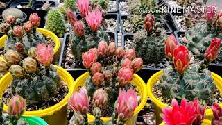 Gymnocalycium baldianum in blooms