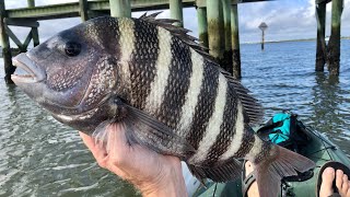 SHEEPSHEAD FISHING FOR A $2500 FISH || Sheepshead fishing Saint Augustine Florida