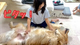 娘の技術が凄すぎる！仰向けでピクリとも動かなくなった大型犬【ゴールデンレトリバーとミニチュアダックスフンド】