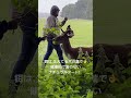 🇮🇪可愛すぎる鹿たちに100%餌づけできる秘訣🦌自然と文化が詰まった石畳の街ダブリンの魅力✨