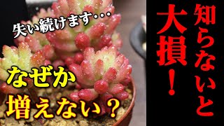 【知らなきゃ損！】多肉植物の葉挿しの失敗と斑入り購入時の注意点【つぶつぶ系観葉植物セダムの増やし方】