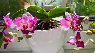 Phalaenopsis Liu's Berry Trinity