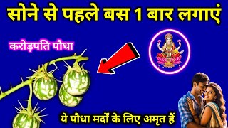 ये पौधा पैसा खींचता हैं और ये पौधा मर्दों के लिए अमृत हैं | Vastu sashtra | Vastu sashtra