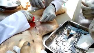 Dog Surgery Contraception Part1