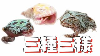 Let's Feed The Three Cranwell's horned frogs ― 新入りのクランウェルツノガエル３匹に餌やり