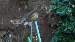 一瞬のルリビタキ、メス/Female Red-Flanked Bluetail