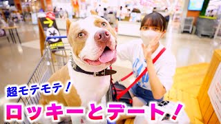 ロッキーとデート♡ペットショップでモテモテすぎるwレイがいない😢【アメリカンピットブル】 (PIT BULL)