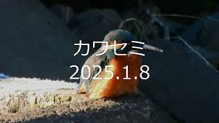 2025.1.8のカワセミです