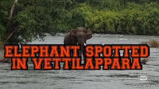 ##SHORTS ELEPHANT SPOTTED IN VETTILAPPARA