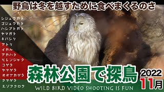 森林公園で探鳥2022年11月【野鳥は冬を越すために食べまくるのさ】