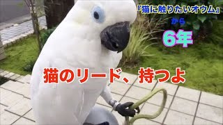 『猫に触りたいオウム』から6年（リードは持ちます）