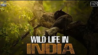 भारत का वन्यजीवन एक अलग नजरिये सें | Indian Wild Life | Wild Documentar