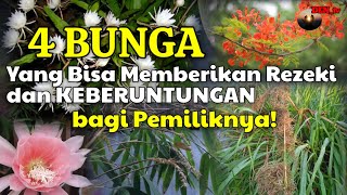 BUNGA MALAIKAT!!! 4 BUNGA PEMBAWA REZEKI DAN KEKAYAAN