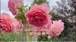 Rose Jubilee Celebration｜“银禧庆典”太美了，它垂头，那是因为它的美丽需要仰望才能领会到｜David Austin Rose