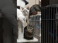 【保護猫】シンクロ率99･9%【子猫】【子猫保護】