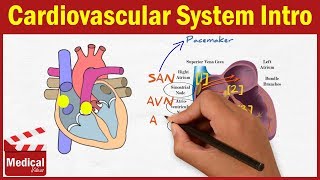 Pharmacology [CVS] 1- Cardiovascular System Introduction ( Pharmacology MADE EASY )