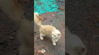 ചെറിയ കാര്യത്തിന് പിണങ്ങിയാൽ.... #cat #funny #dubbingmalayalam 🤣🤣🤣