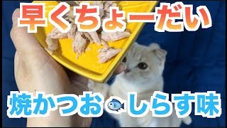 【かつお】焼かつおしらす味食べてみた【スコティッシュフォールド】