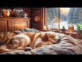 Релакс для собак 🐾 Фортепиано которое поможет забыть о тревоге и усталости 🐶 Музыка для счастья