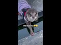 degen nyebur ke kolam beranda berangberang otter degen viral