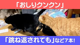 にゃんこ3きょうだい日記 #88 Diary of 3Cats [Feb.28-Mar.6/2022]