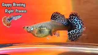 Gappy Breeing Right Process || Gappy  Fish given birth Process ||1Day To 100Day Guppy's Timeperiod..