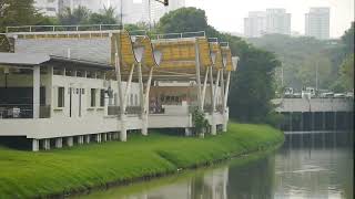 新加坡野生動物_水獭_巨蜥_ City In Nature_ Smooth-coated Otters Daytime Activities _19apr2023 Singapore 7.44am