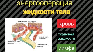 #энергооперация Жидкости тела: кровь, тканевая жидкость, лимфа (все их органы) #обменвеществ