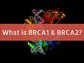 What is BRCA1 and BRCA2?