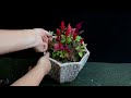 celosia transplant.雞冠花花期平安換盆