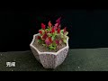 celosia transplant.雞冠花花期平安換盆